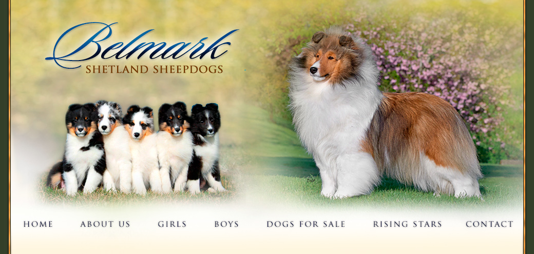 shetland sheepdog adults for sale